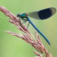 Banded Demoiselle male 6 